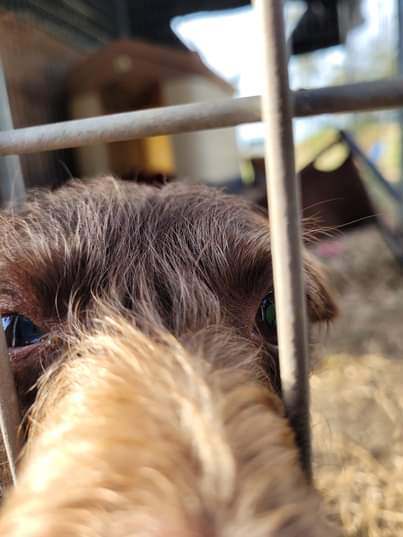 SOLO, a Adopted mixed breed in Lodi, CA image 5/6