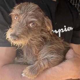 SOLO, a Adopted mixed breed in Lodi, CA image 6/6