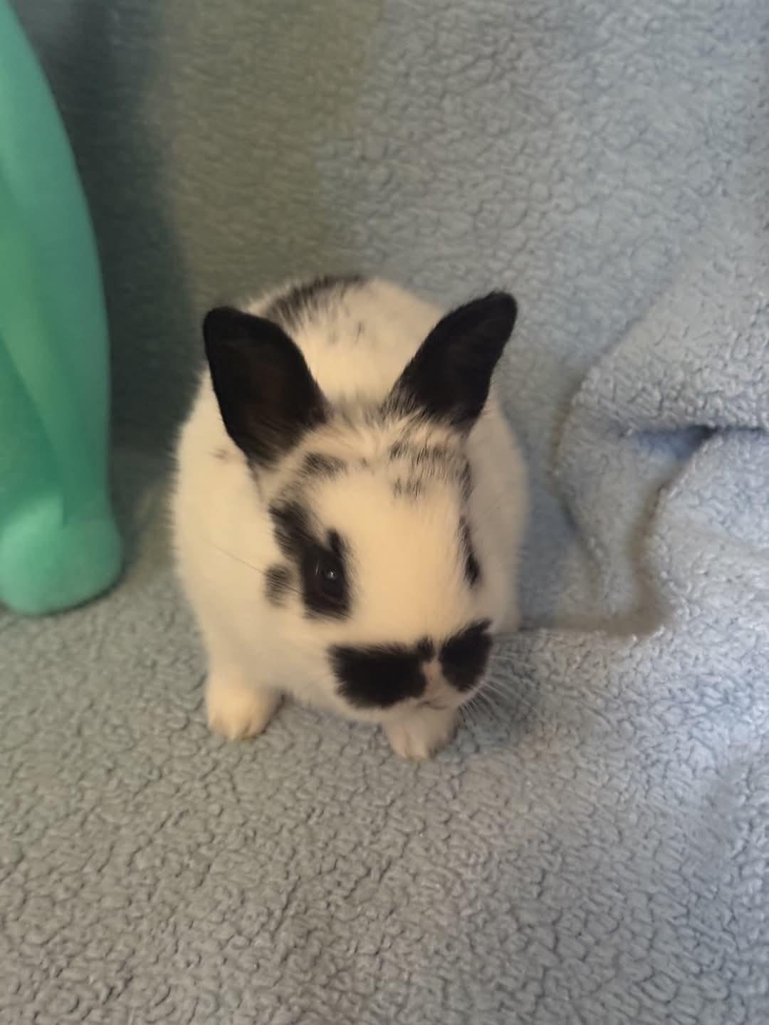 Agave, Baby Female Bunny Rabbit