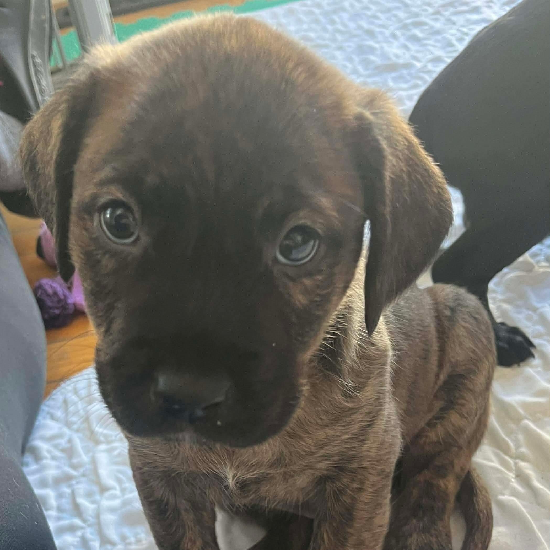 Howie, Adoptable, Puppy Male Labrador Retriever & Pit Bull Terrier.