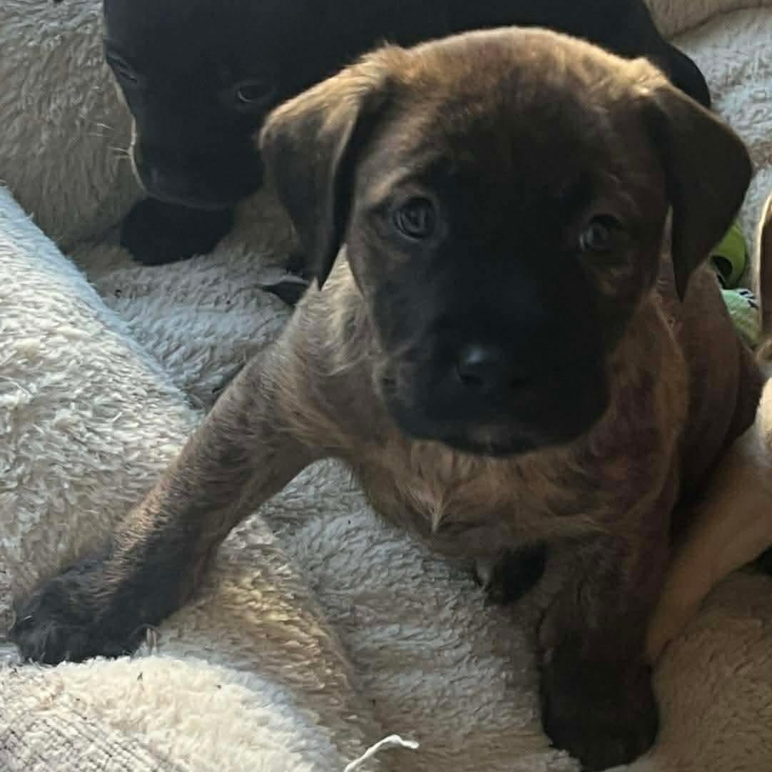 Enlarge Howie, a Adoptable mixed breed in O'Fallon, MO image 3/3