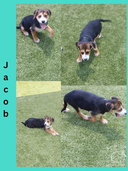 Enlarge Jacob, a Adoptable mixed breed in Kenansville, NC image 1/1