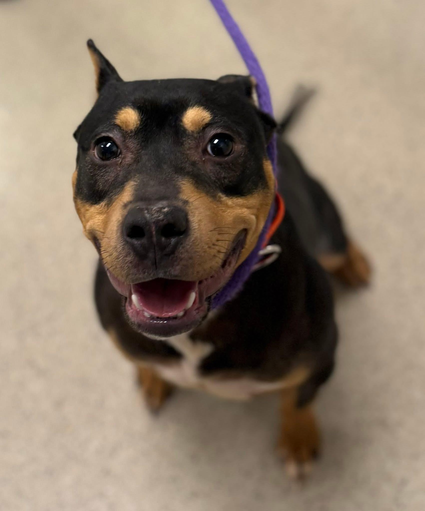 Rowdy (ID 49632/4256), ADOPTABLE, Young Male Pit Bull Terrier.