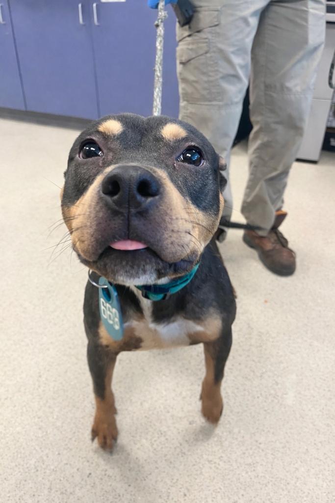 Enlarge Rowdy (ID 49632/4256), a ADOPTABLE Pit Bull Terrier in Manassas, VA image 2/2