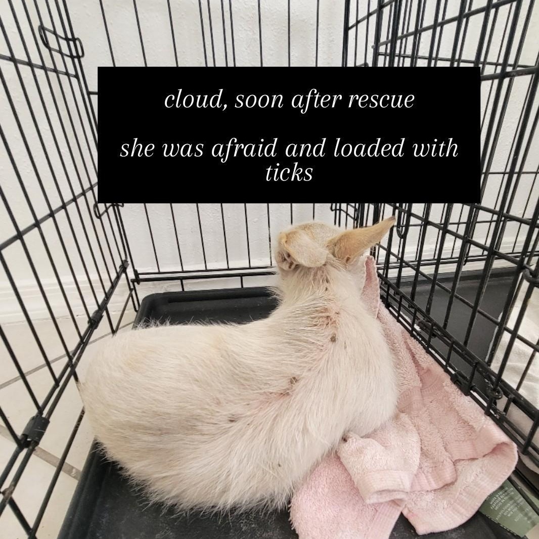 Cloud
