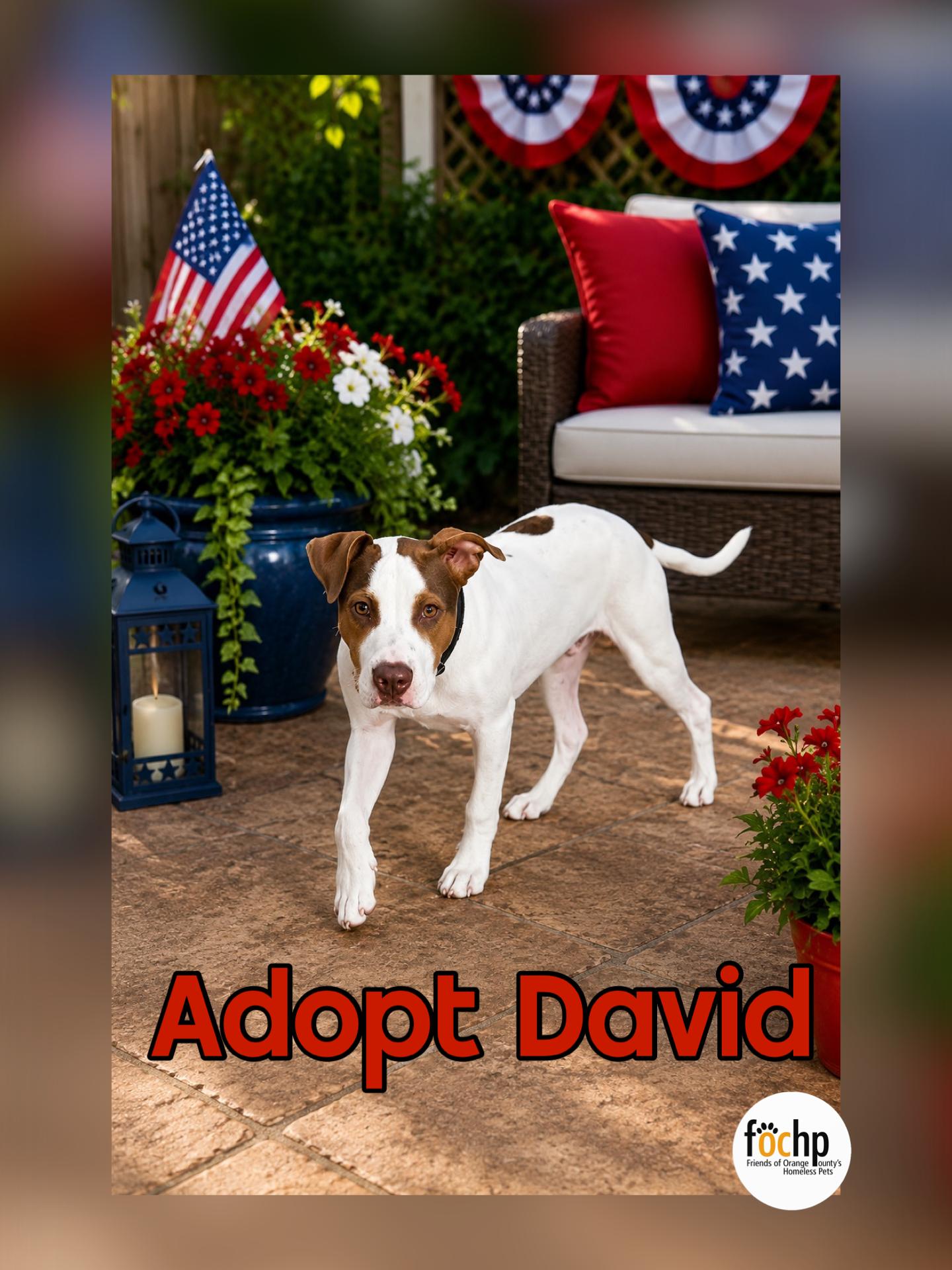 David, a Adoptable mixed breed in Orange, CA image 1/2