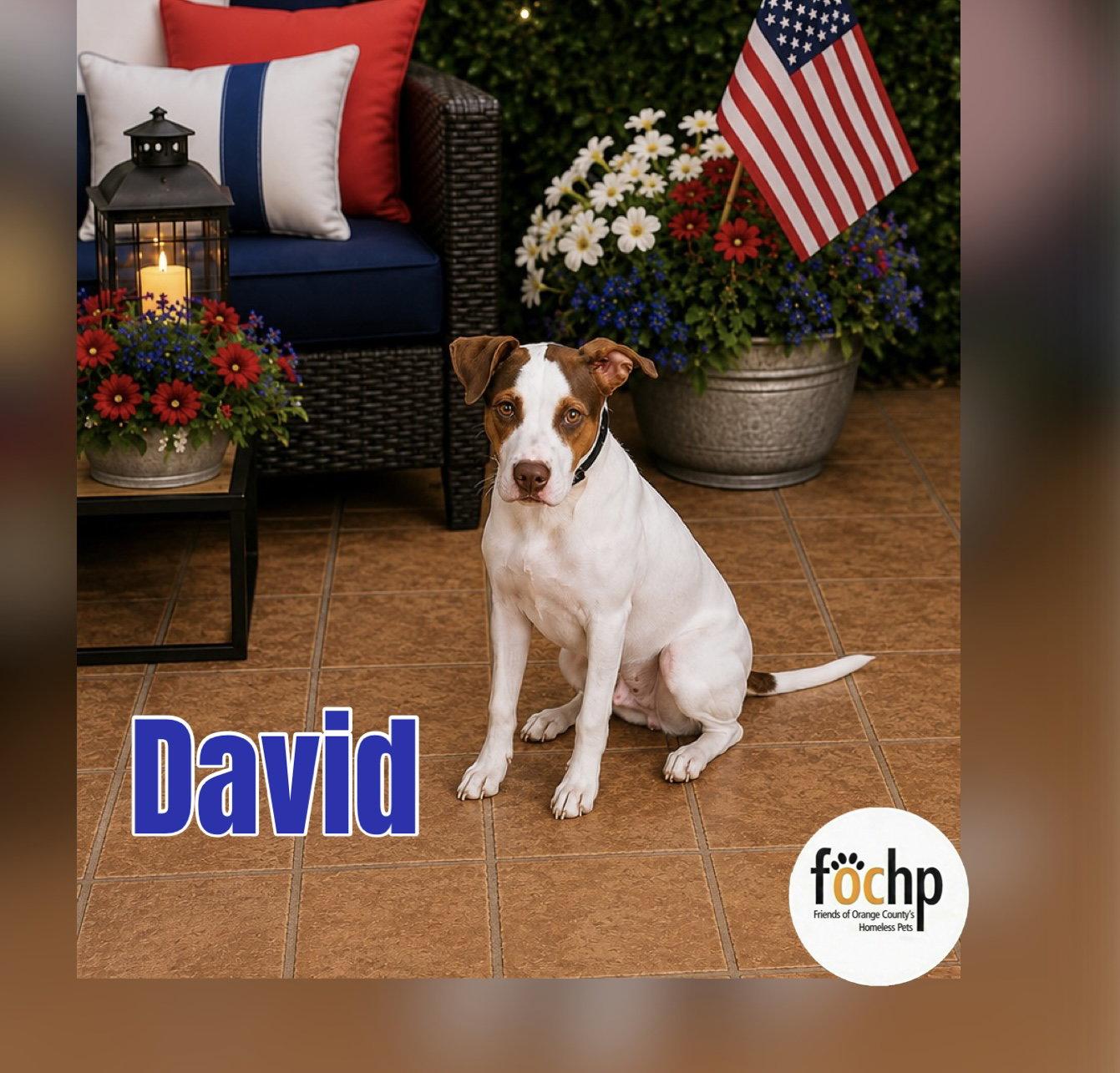 David, a Adoptable mixed breed in Orange, CA image 2/2