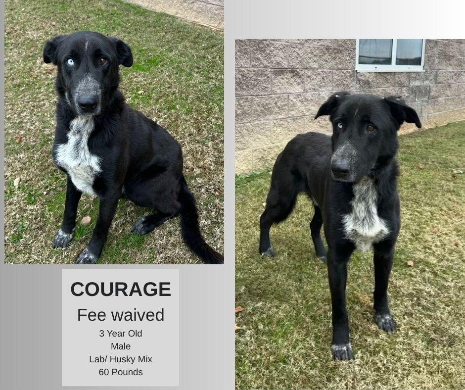 Enlarge Courage, an adopted mixed breed in Decatur, AL image 1/1