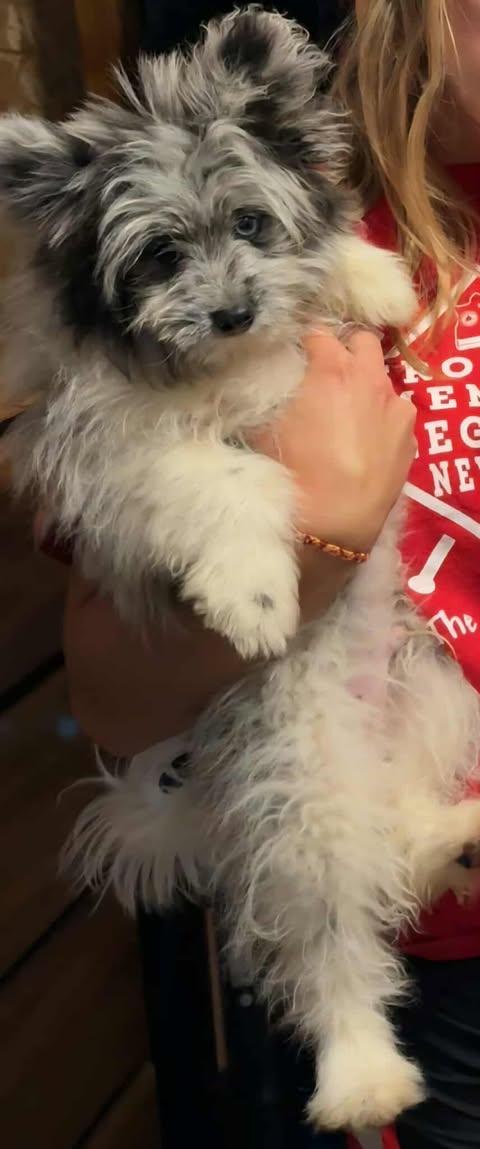 Enlarge Tater Chip, a Adopted Pomeranian in Sullivan, IN image 1/1