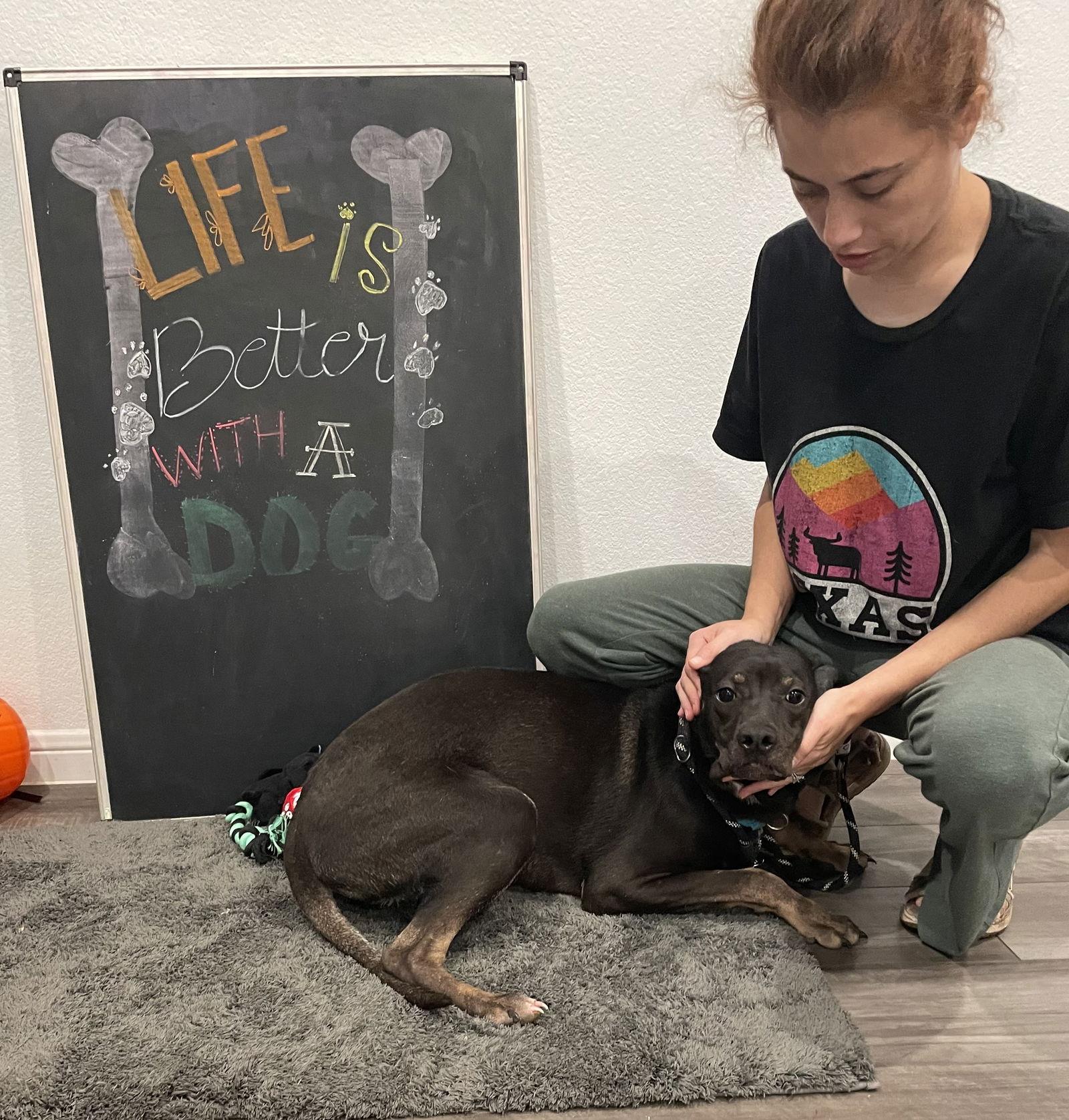 Teeny, Adoptable, Adult Male Hound.