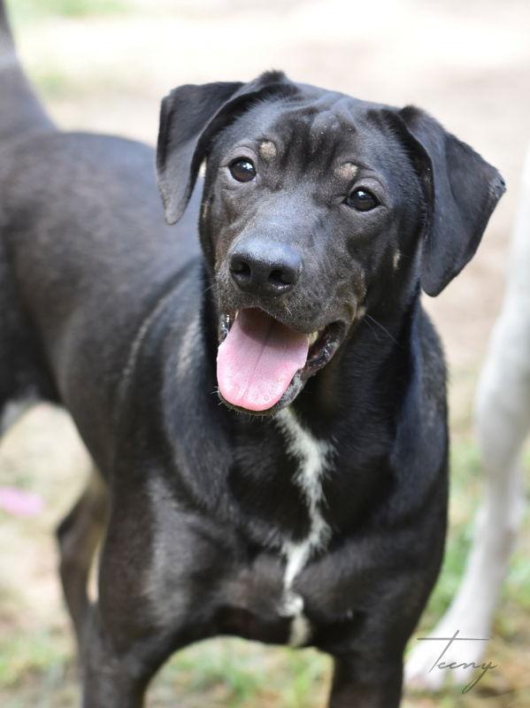 Teeny, a Adoptable Hound in The Woodlands, TX image 2/3