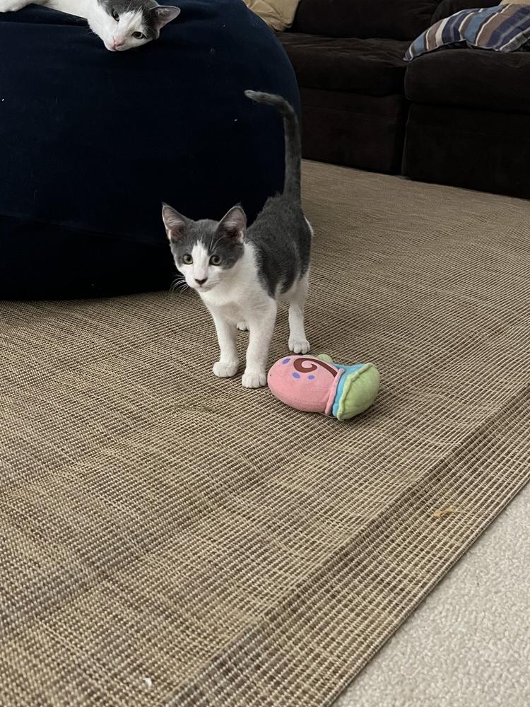 Enlarge Binx, a Adopted Domestic Short Hair in Thatcher, AZ image 1/1