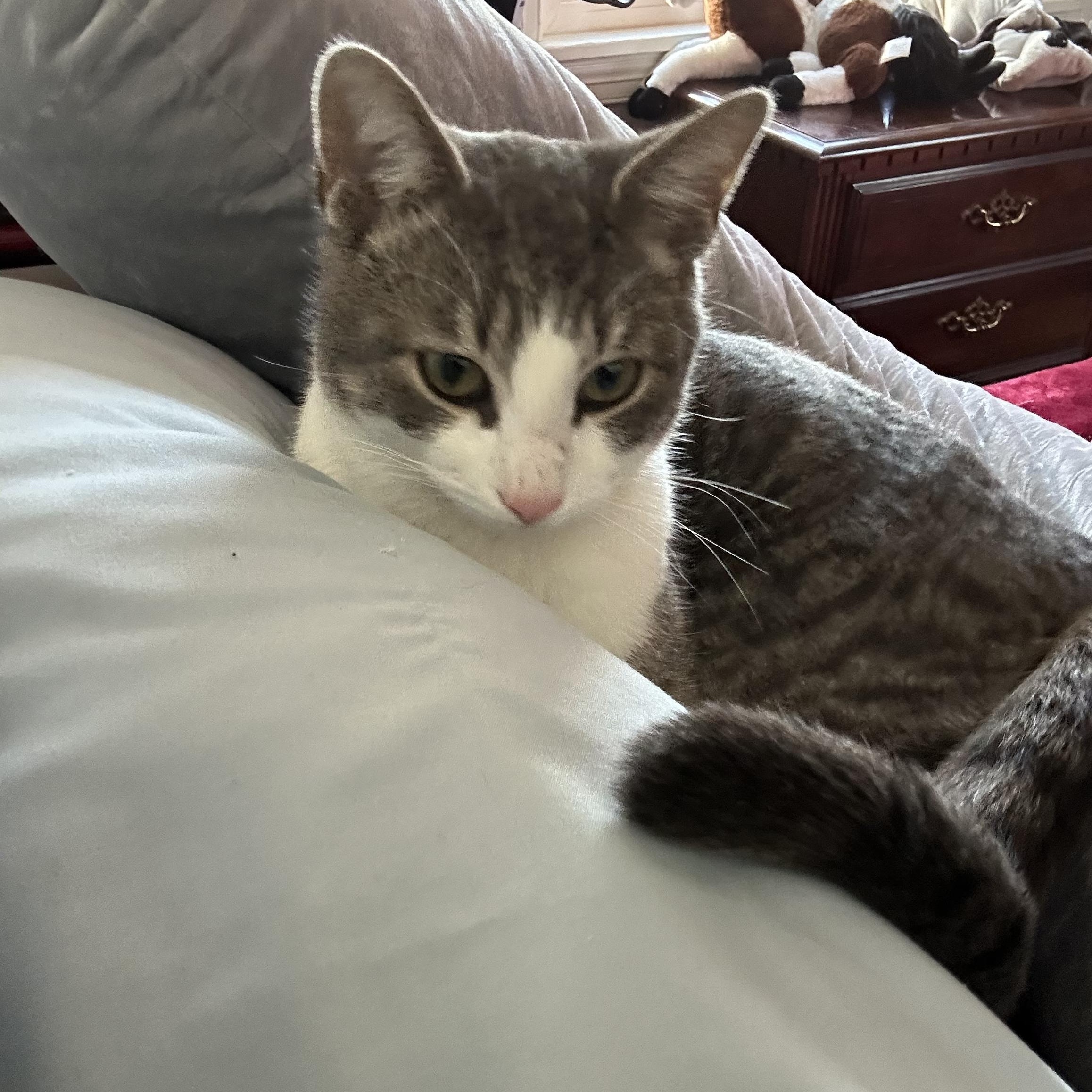 Enlarge Chance , an adopted Domestic Short Hair in Bellmawr, NJ image 2/4