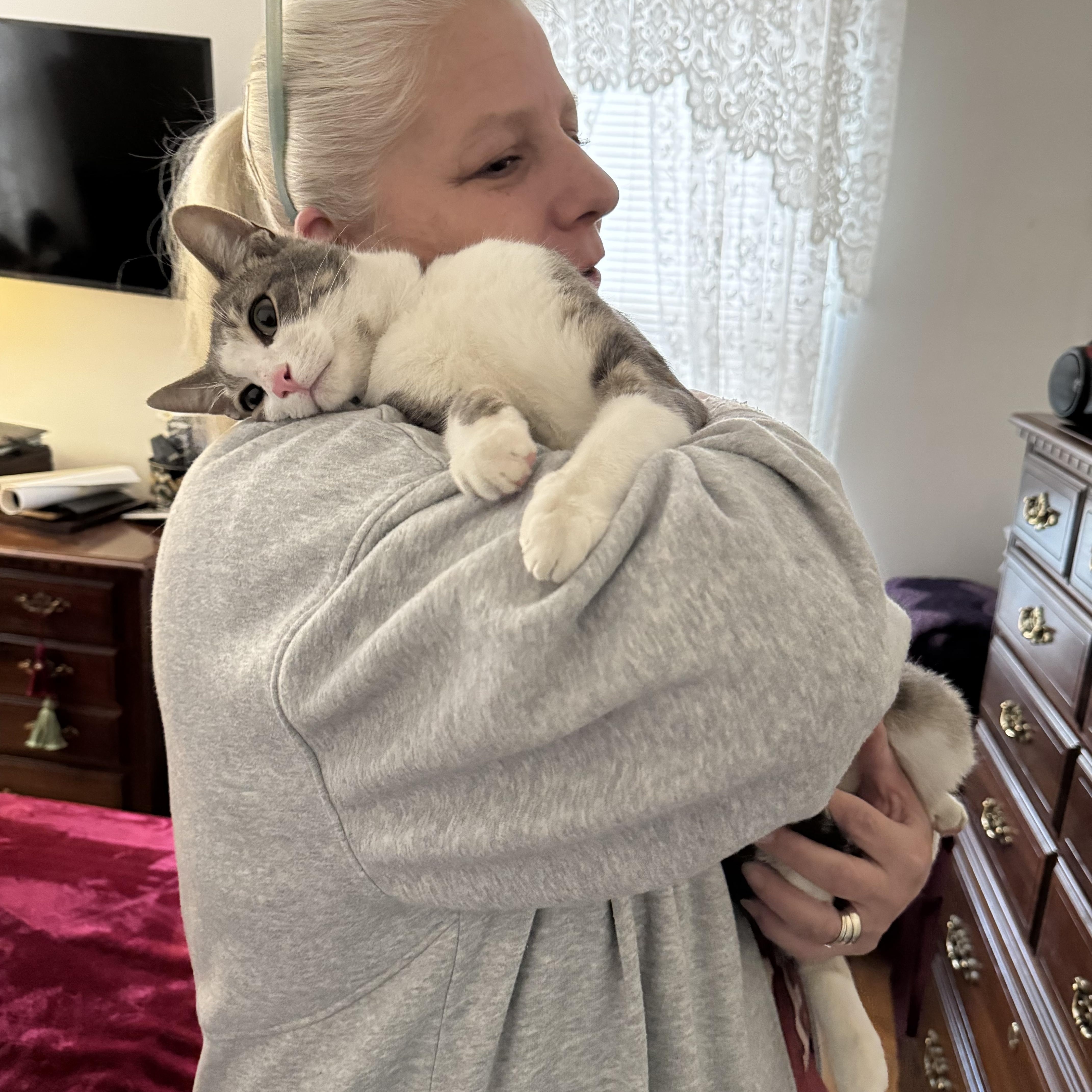 Enlarge Chance , an adopted Domestic Short Hair in Bellmawr, NJ image 4/4