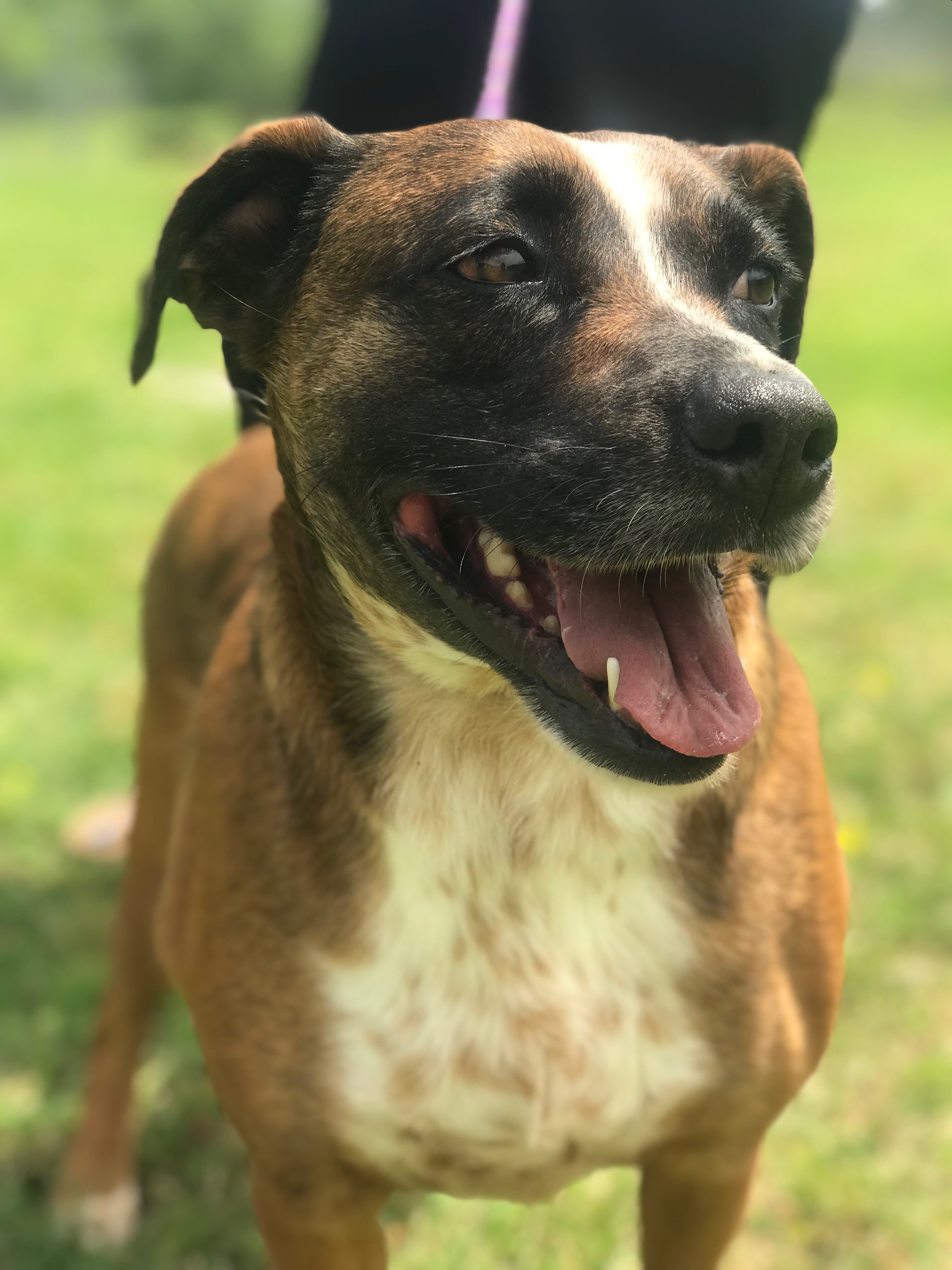 Heinsy, Adoptable, Adult Female Mixed Breed.