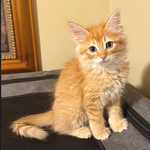 Ringo, Adopted, Kitten Female Tabby.