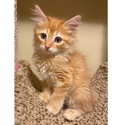 Enlarge Ringo, a Adopted Tabby in Salt Lake City, UT image 2/3