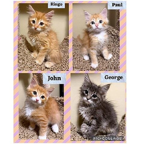 Enlarge Ringo, a Adopted Tabby in Salt Lake City, UT image 3/3