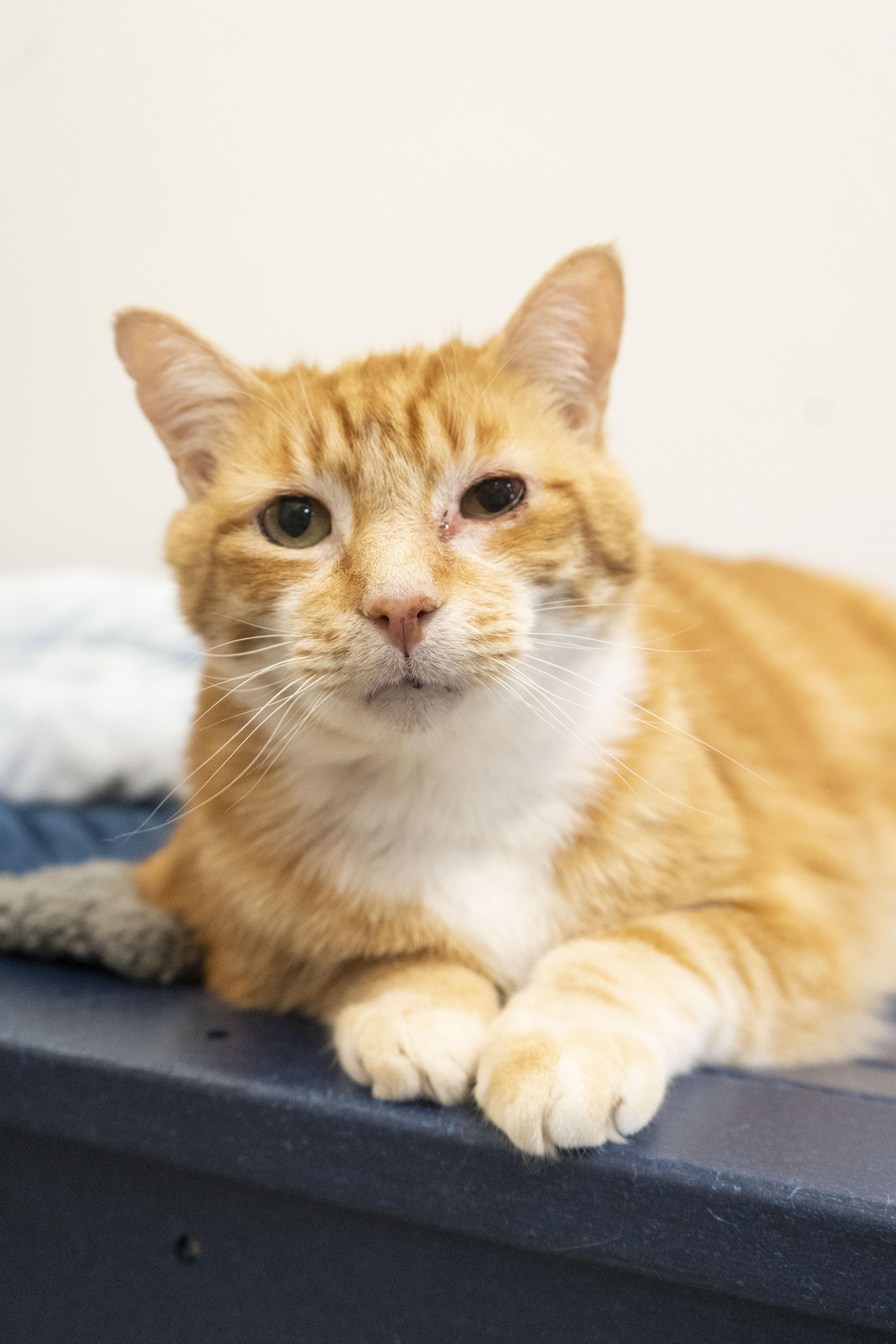Reeves, ADOPTABLE, Senior Male Domestic Short Hair.