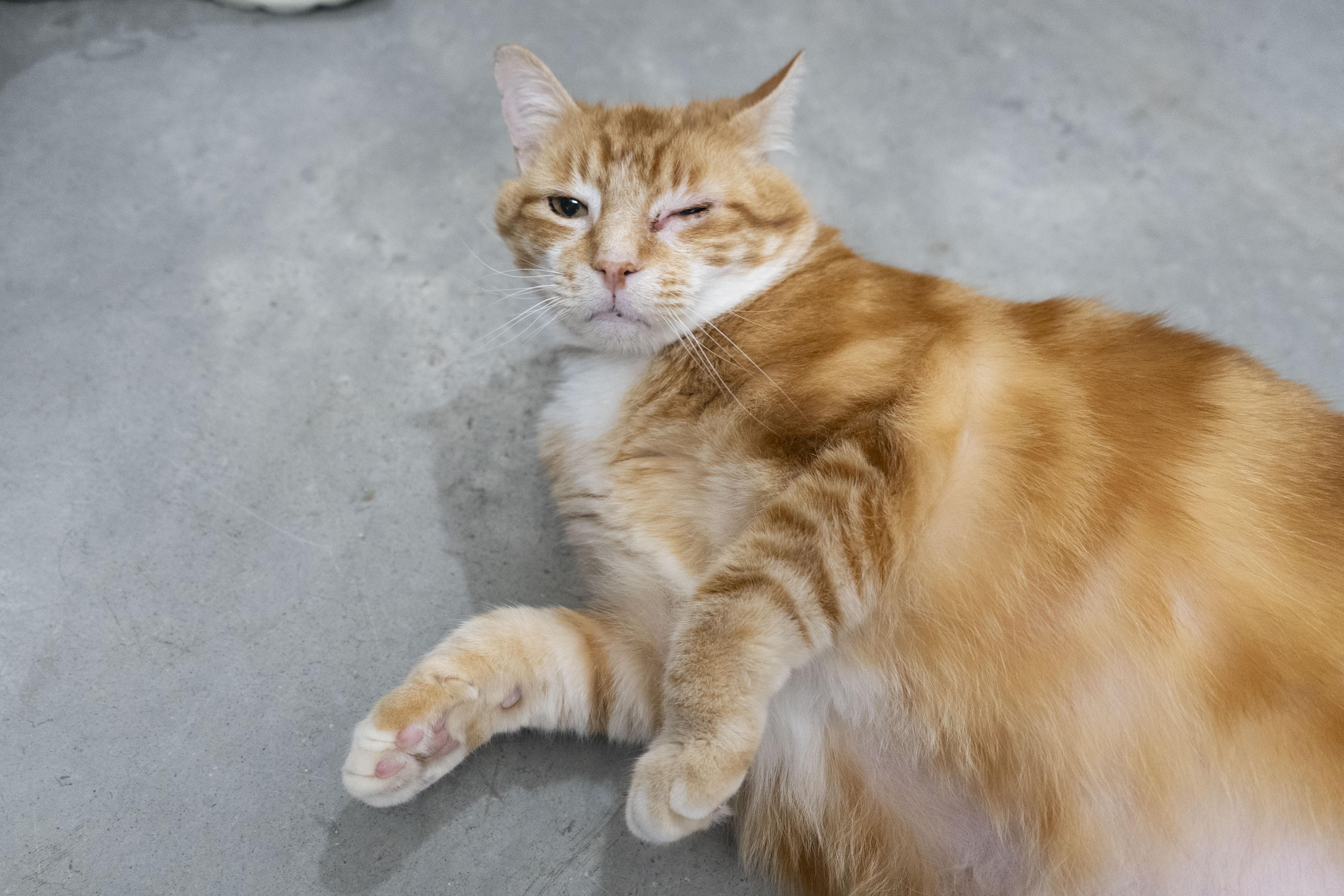 Enlarge Reeves, a ADOPTABLE Domestic Short Hair in Boise, ID image 3/3