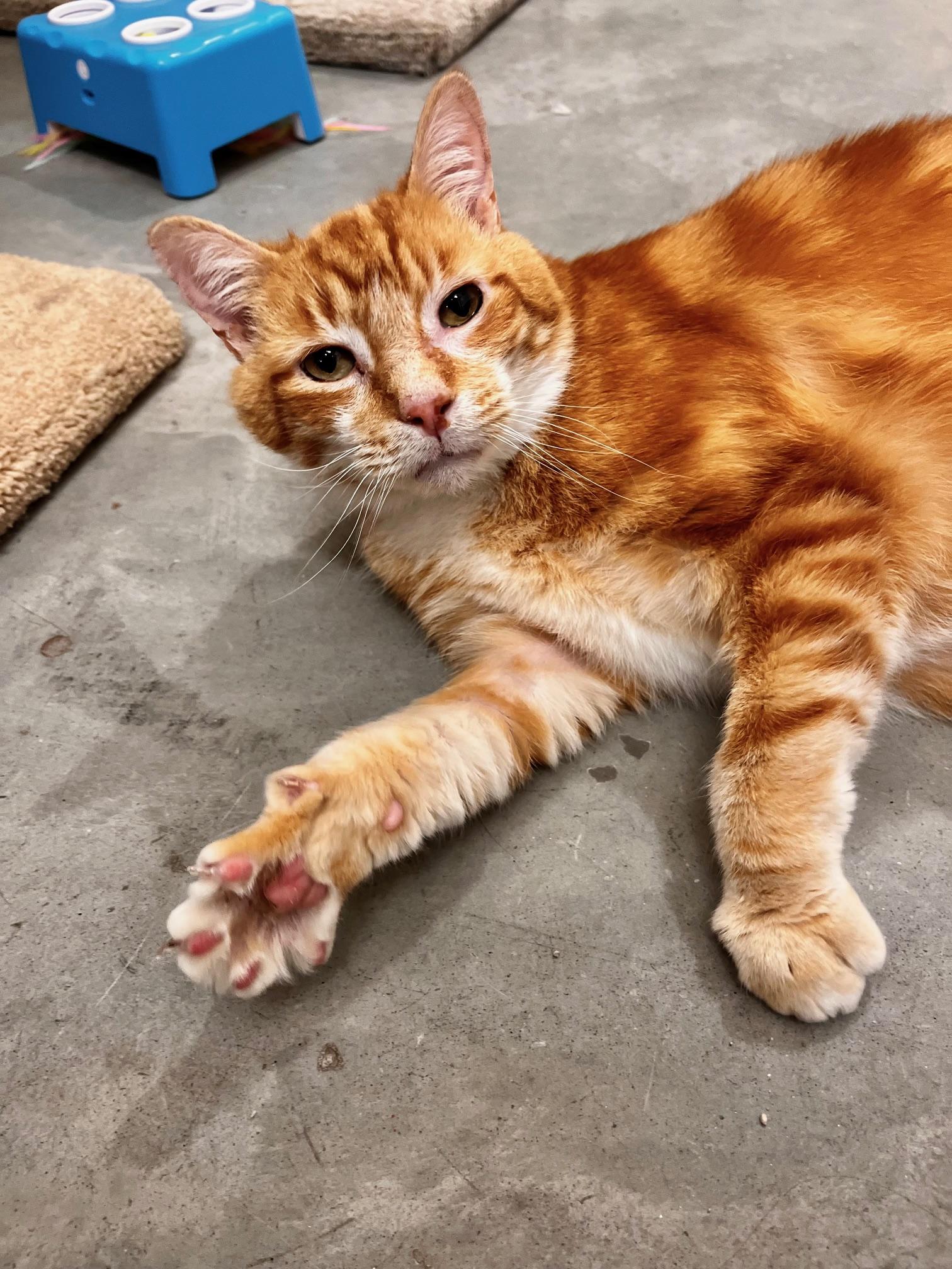 Enlarge Reeves, a ADOPTABLE Domestic Short Hair in Boise, ID image 2/3