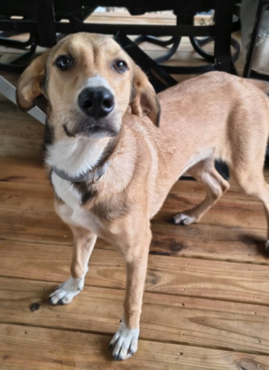 Kiara, Adoptable, Puppy Female Labrador Retriever & Black Mouth Cur.