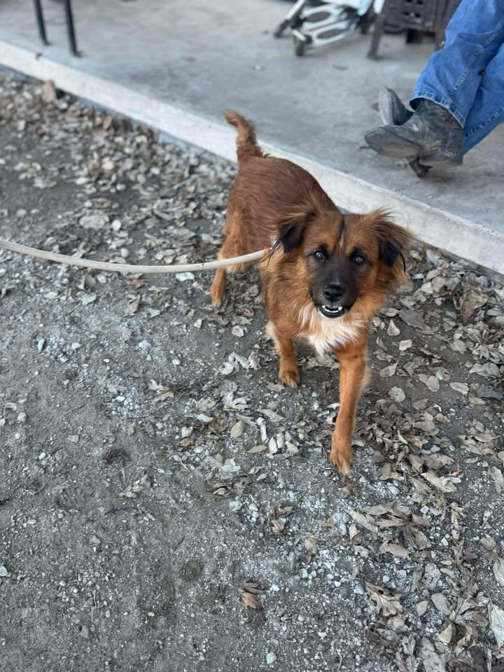 Bruno, Adoptable, Adult Male Rat Terrier.