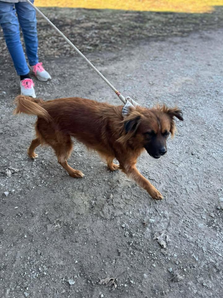 Bruno, a Adoptable mixed breed in Creston, IA image 2/2