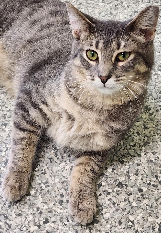 Jello Shot, a Adoptable mixed breed in Auburn, IN image 1/5