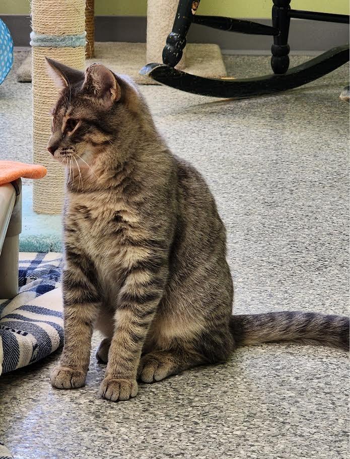 Jello Shot, Adoptable, Young Female Domestic Short Hair.