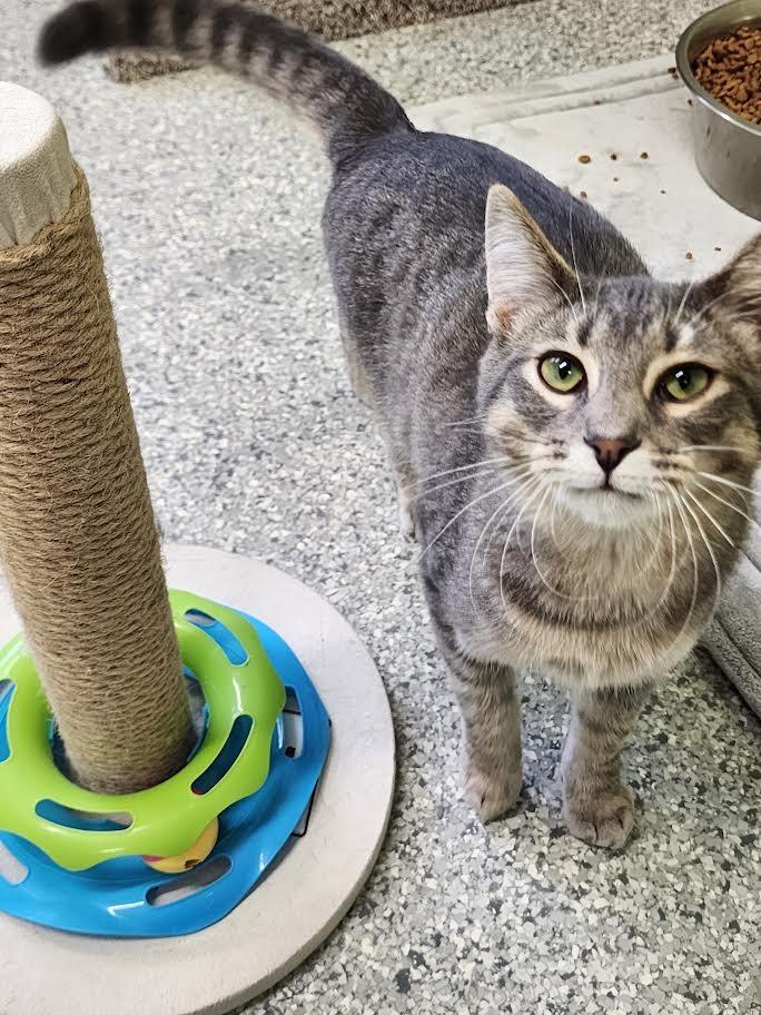 Jello Shot, a Adoptable mixed breed in Auburn, IN image 4/5