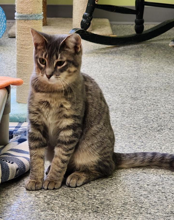 Jello Shot, a Adoptable mixed breed in Auburn, IN image 5/5