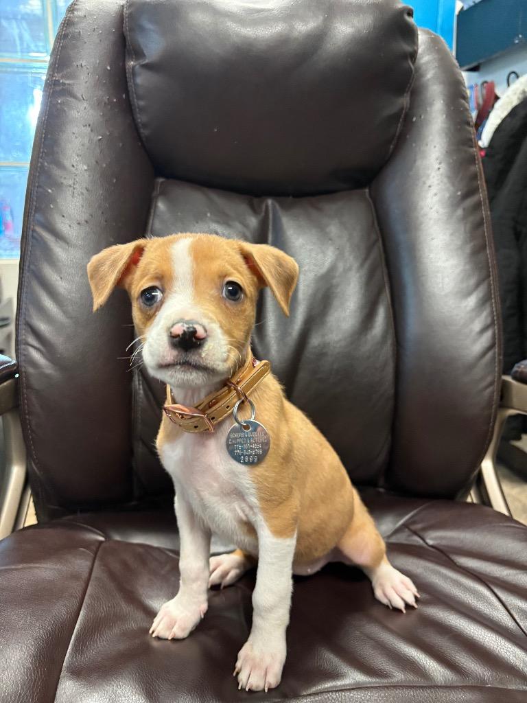 Enlarge Coffee Coffee BuzzBuzzBuzz, a Adoptable mixed breed in Reno, NV image 1/2