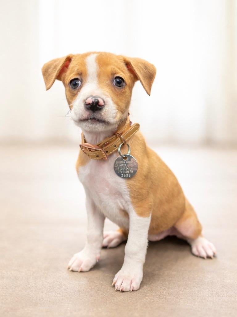 Enlarge Coffee Coffee BuzzBuzzBuzz, a Adoptable mixed breed in Reno, NV image 2/2