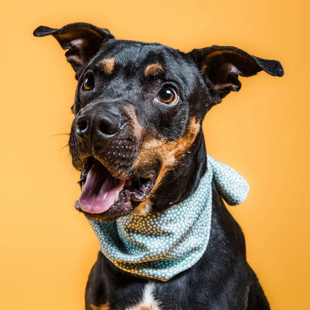 Rufus, Adoptable, Adult Male Mixed Breed & Pit Bull Terrier.