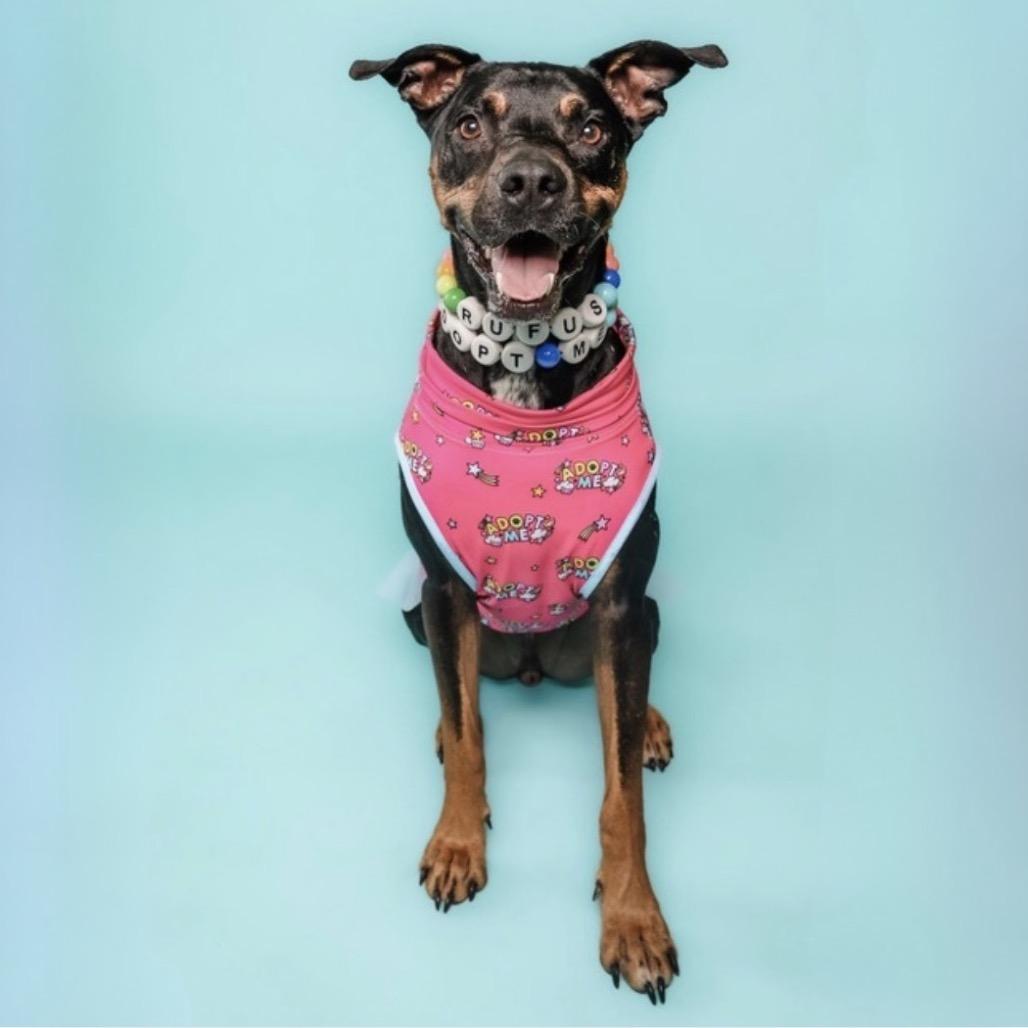 Rufus, Adoptable, Adult Male Mixed Breed & Pit Bull Terrier.
