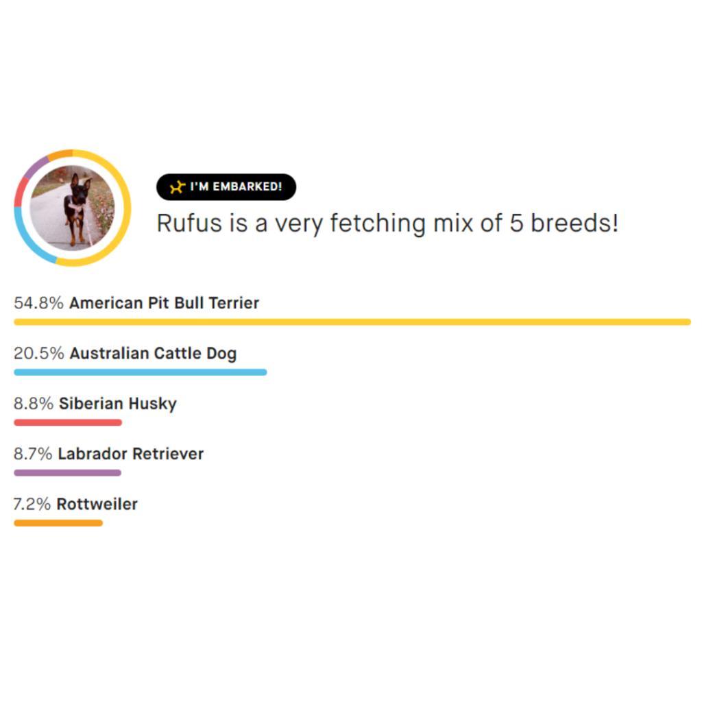 Rufus, Adoptable, Adult Male Mixed Breed & Pit Bull Terrier.