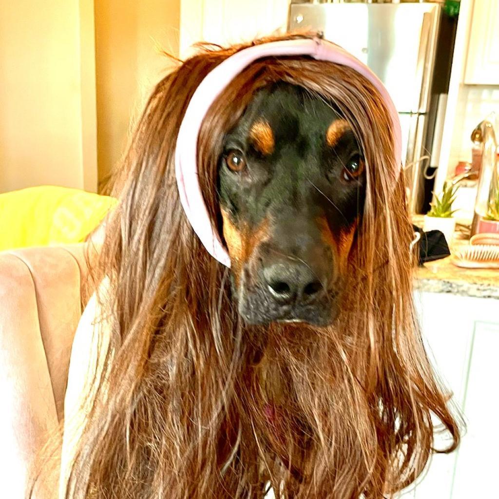 Rufus, a Adoptable mixed breed in Columbia, MO image 2/6