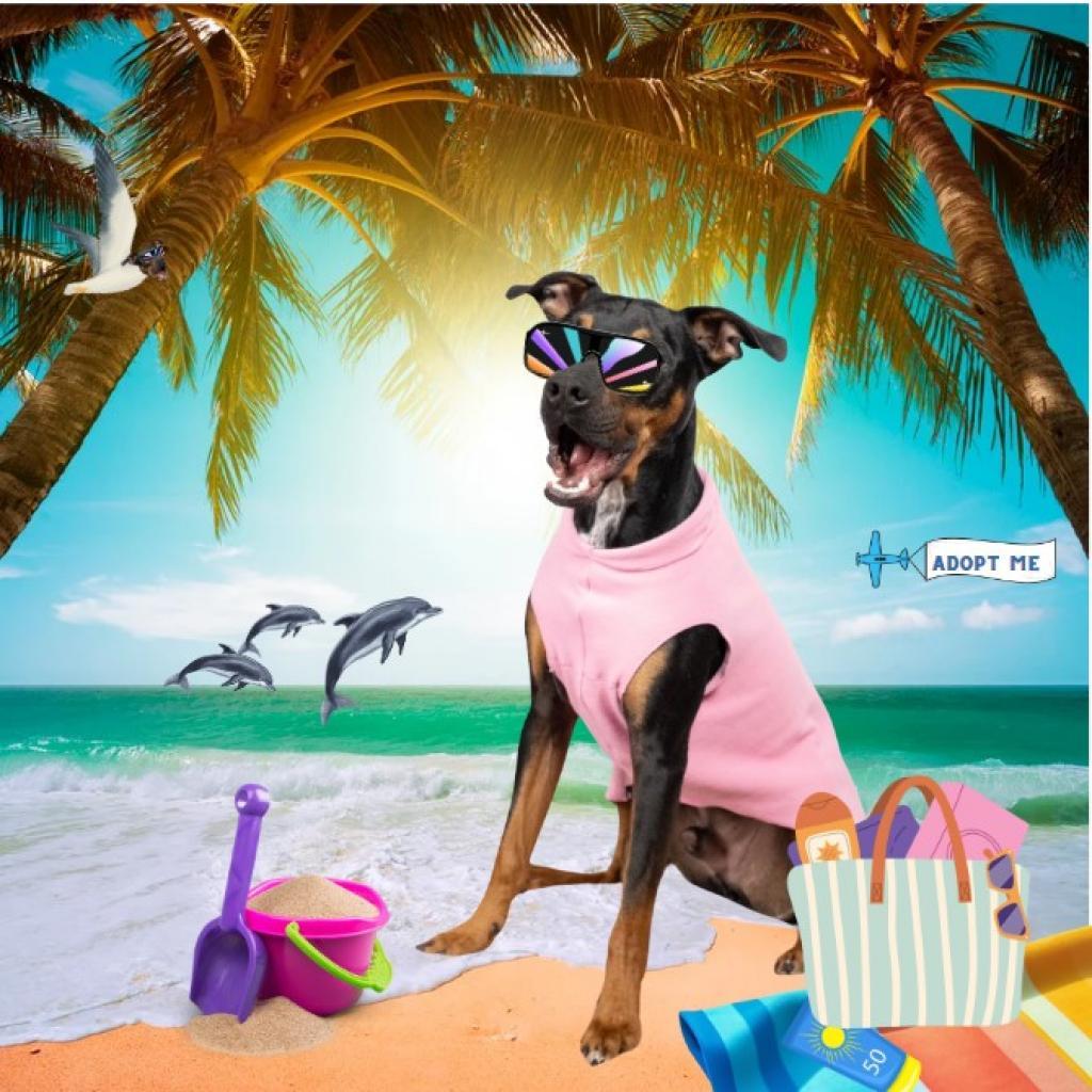 Rufus, a Adoptable mixed breed in Columbia, MO image 3/6