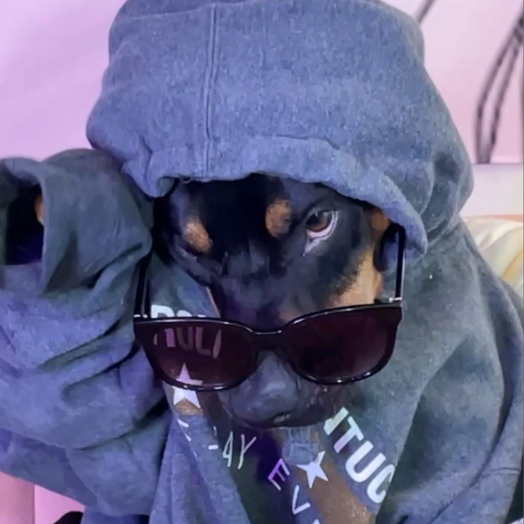 Rufus, a Adoptable mixed breed in Columbia, MO image 4/6