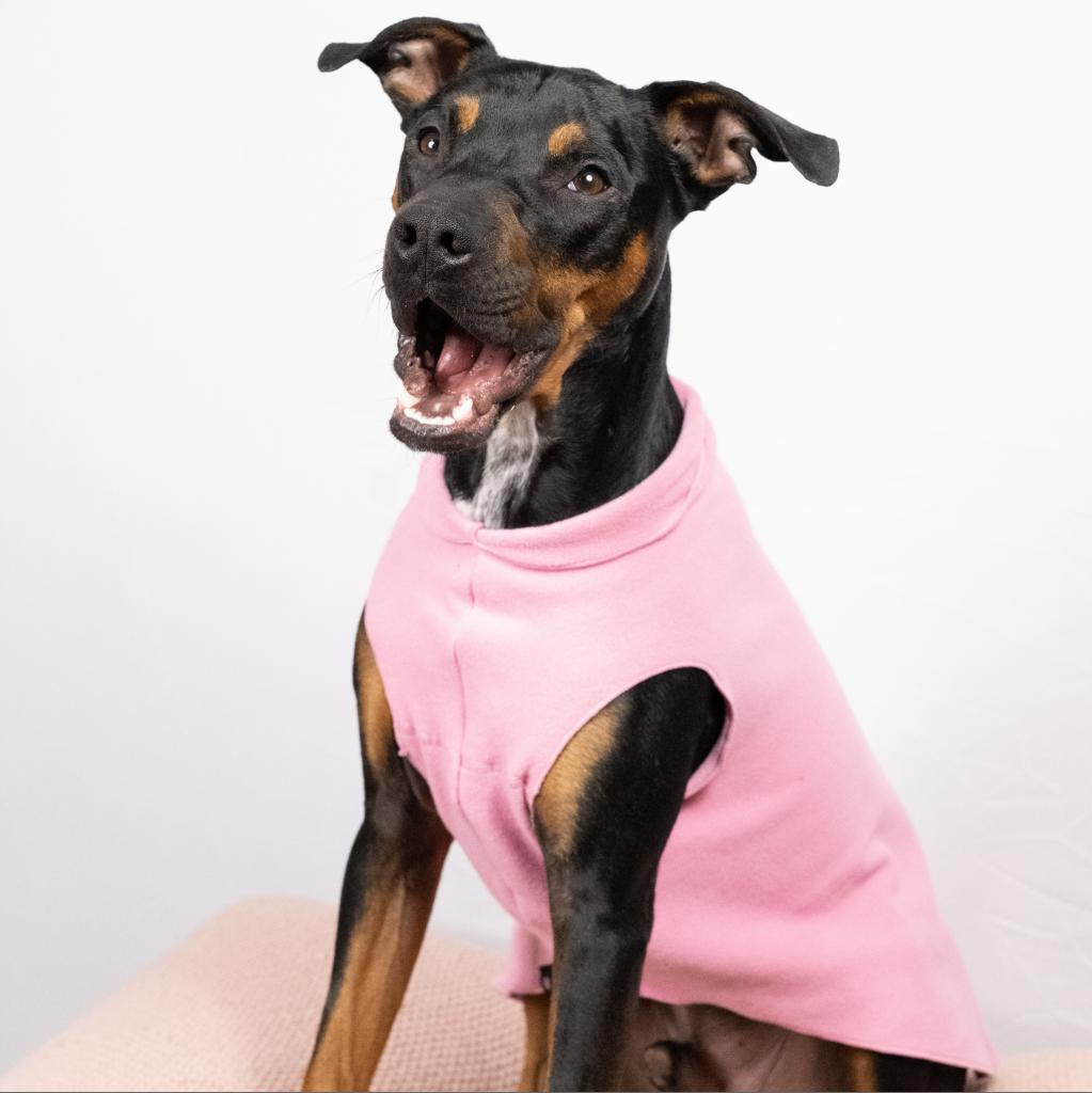 Rufus, a Adoptable mixed breed in Columbia, MO image 5/6