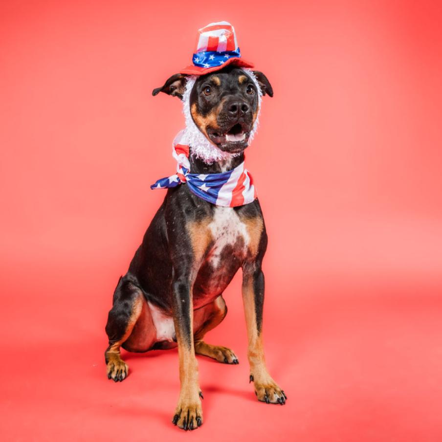 Enlarge Rufus, a Adoptable mixed breed in Columbia, MO image 5/5