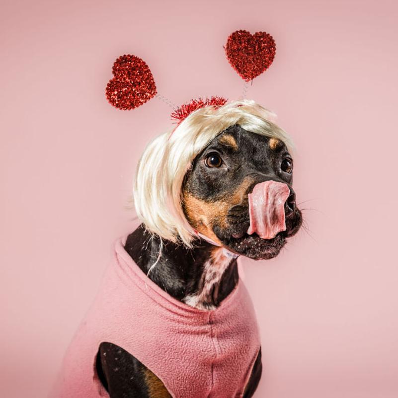 Enlarge Rufus, a Adoptable mixed breed in Columbia, MO image 6/6