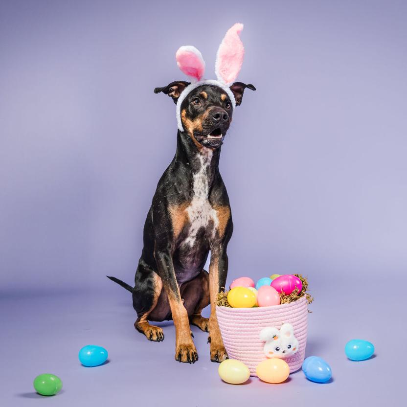 Enlarge Rufus, a Adoptable mixed breed in Columbia, MO image 6/6