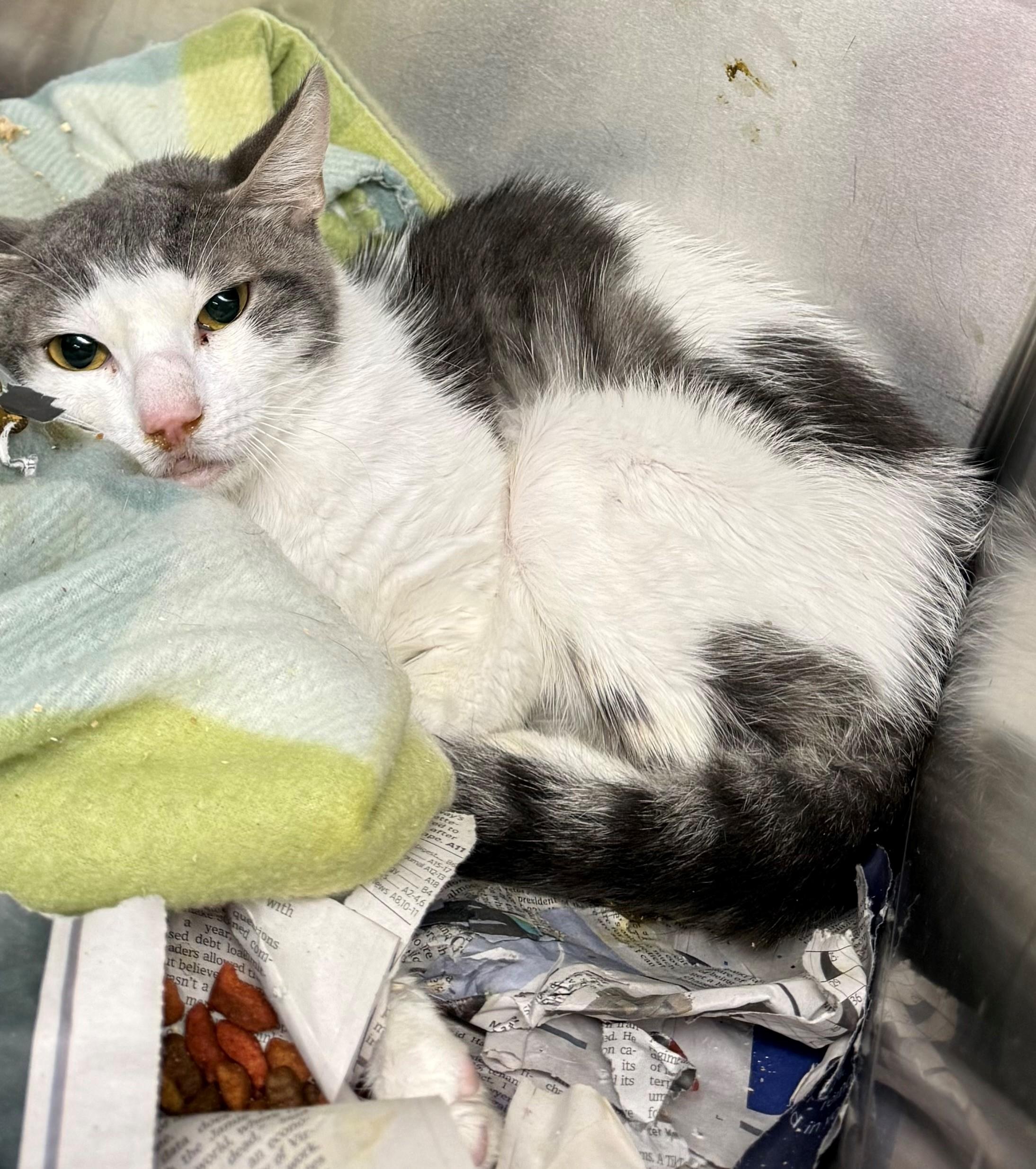 Calipso, ADOPTABLE, Adult Male Domestic Short Hair.