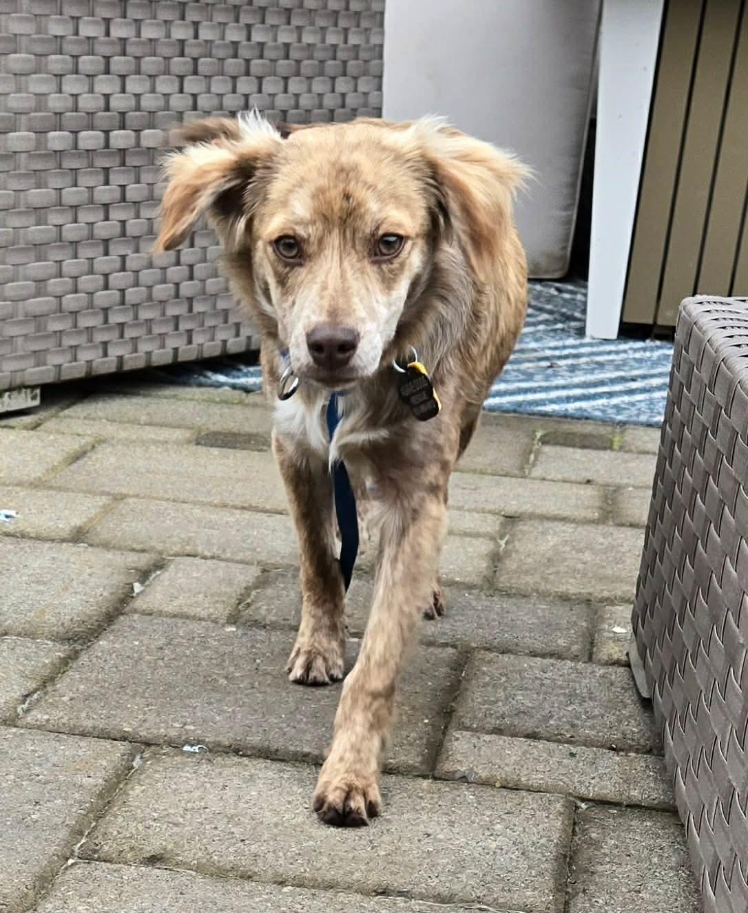 Enlarge Zippy, an adopted mixed breed in Beavercreek, OR image 6/6