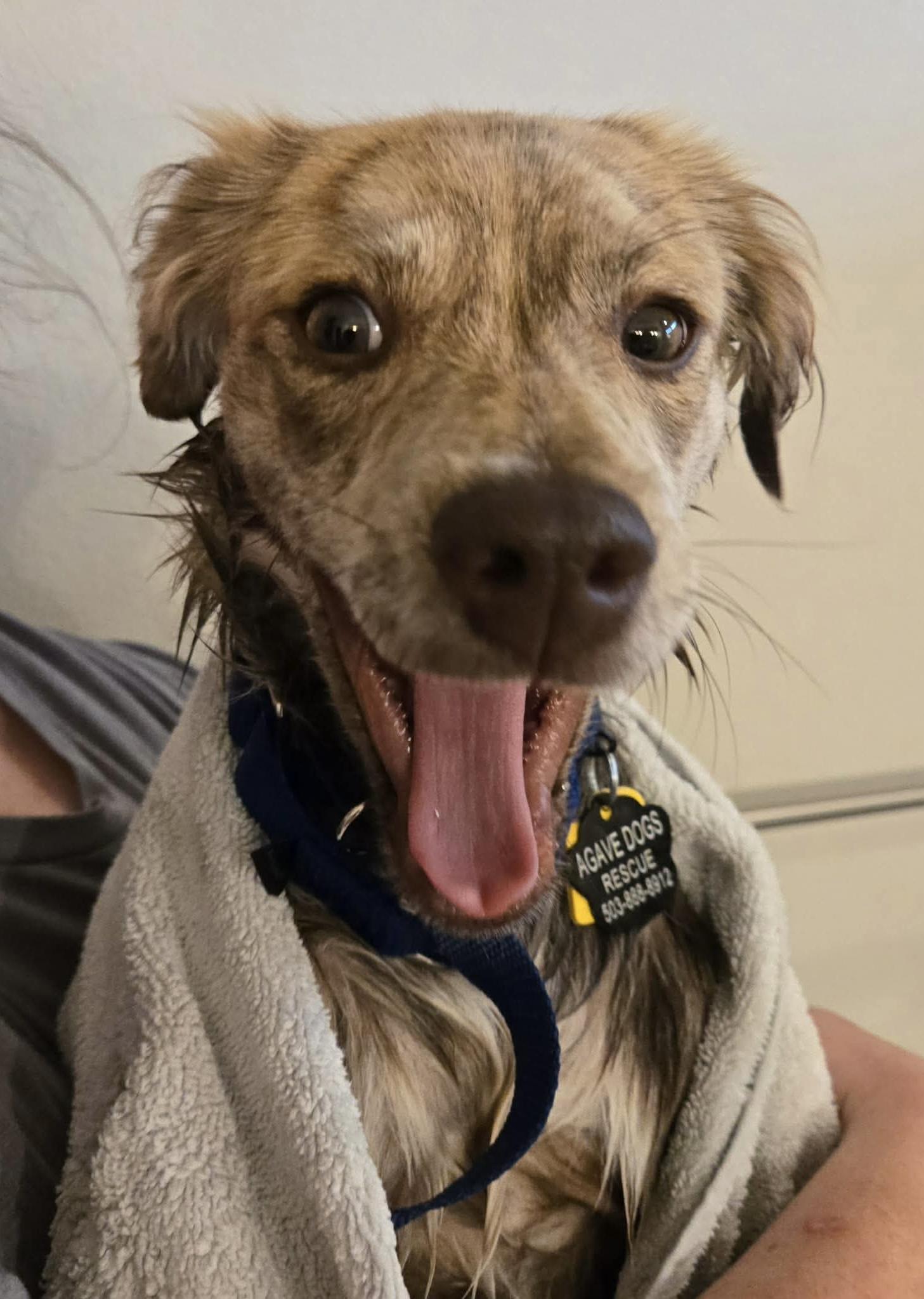 Enlarge Zippy, an adopted mixed breed in Beavercreek, OR image 3/6