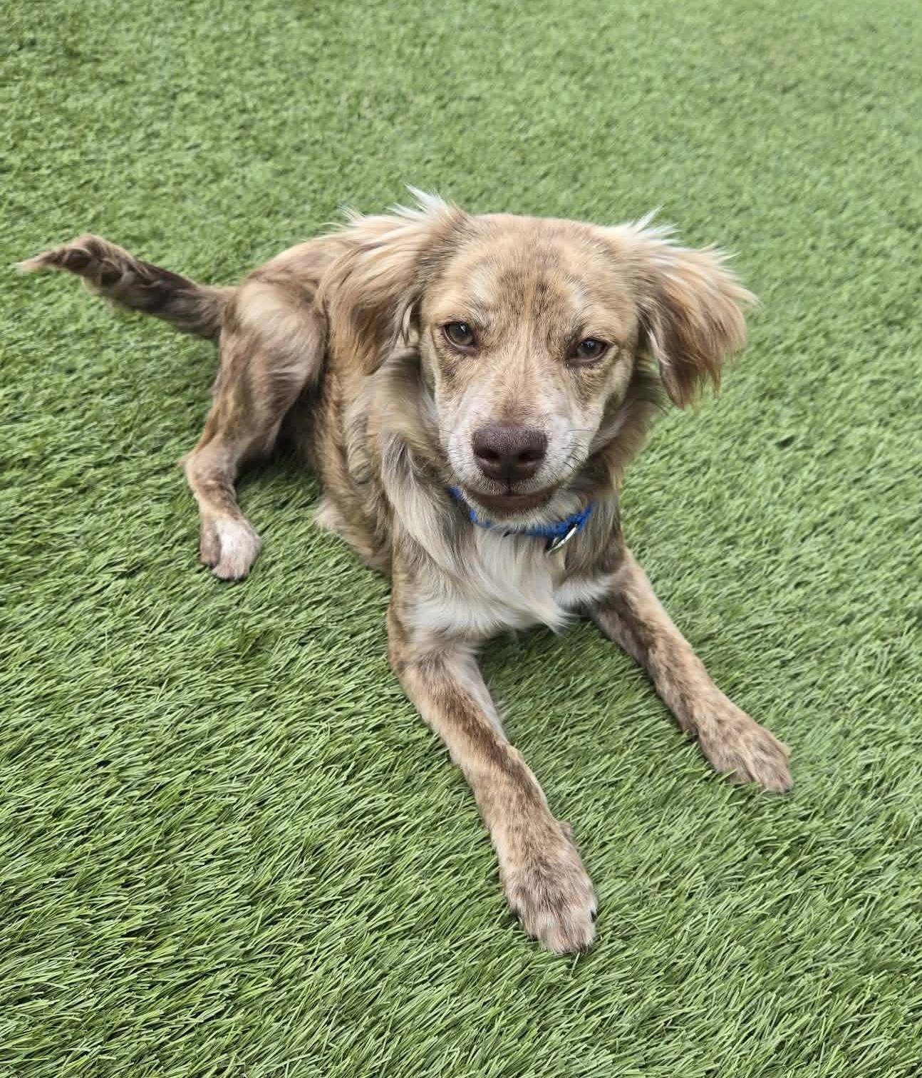 Enlarge Zippy, an adopted mixed breed in Beavercreek, OR image 1/6