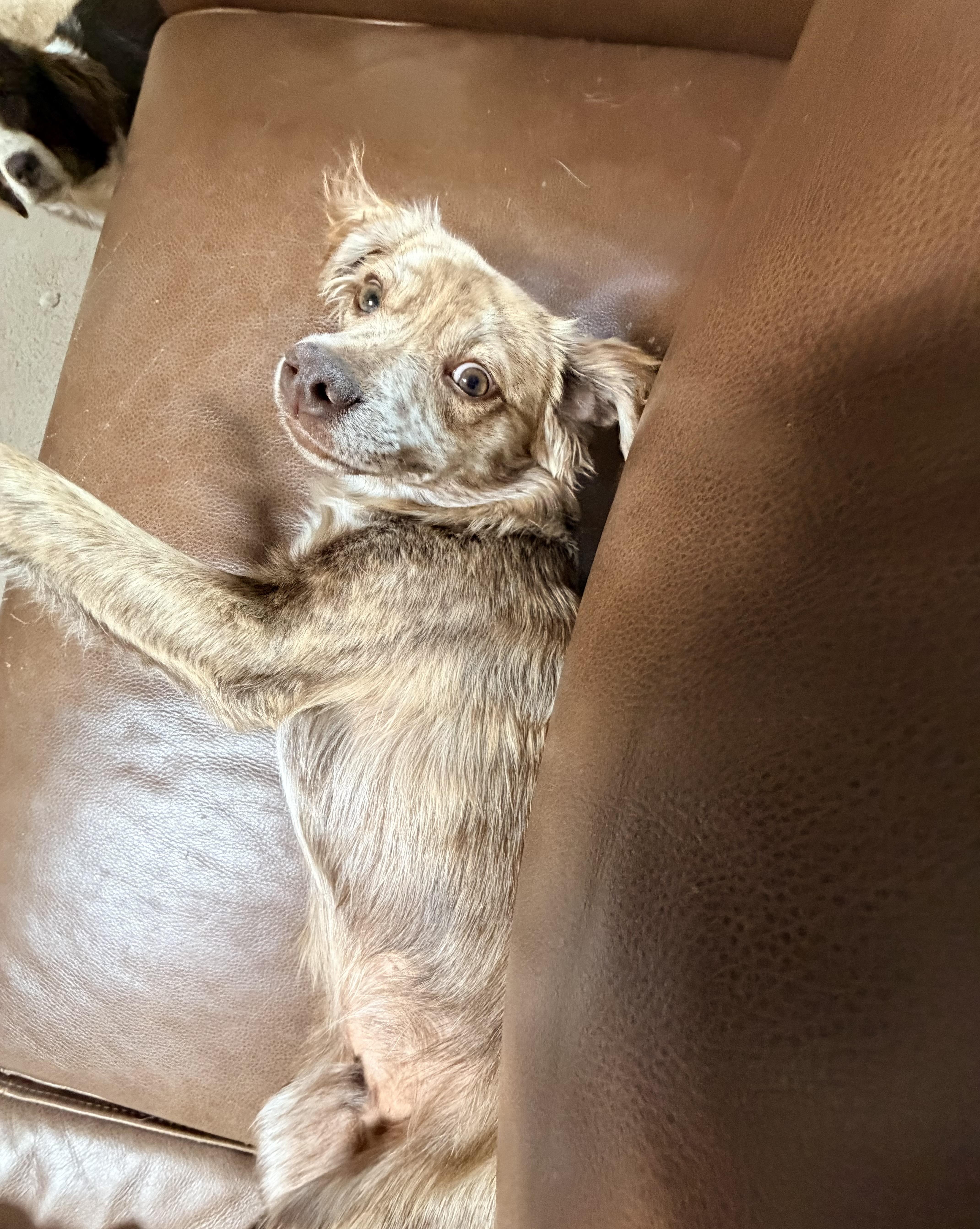 Enlarge Zippy, an adopted mixed breed in Beavercreek, OR image 5/6