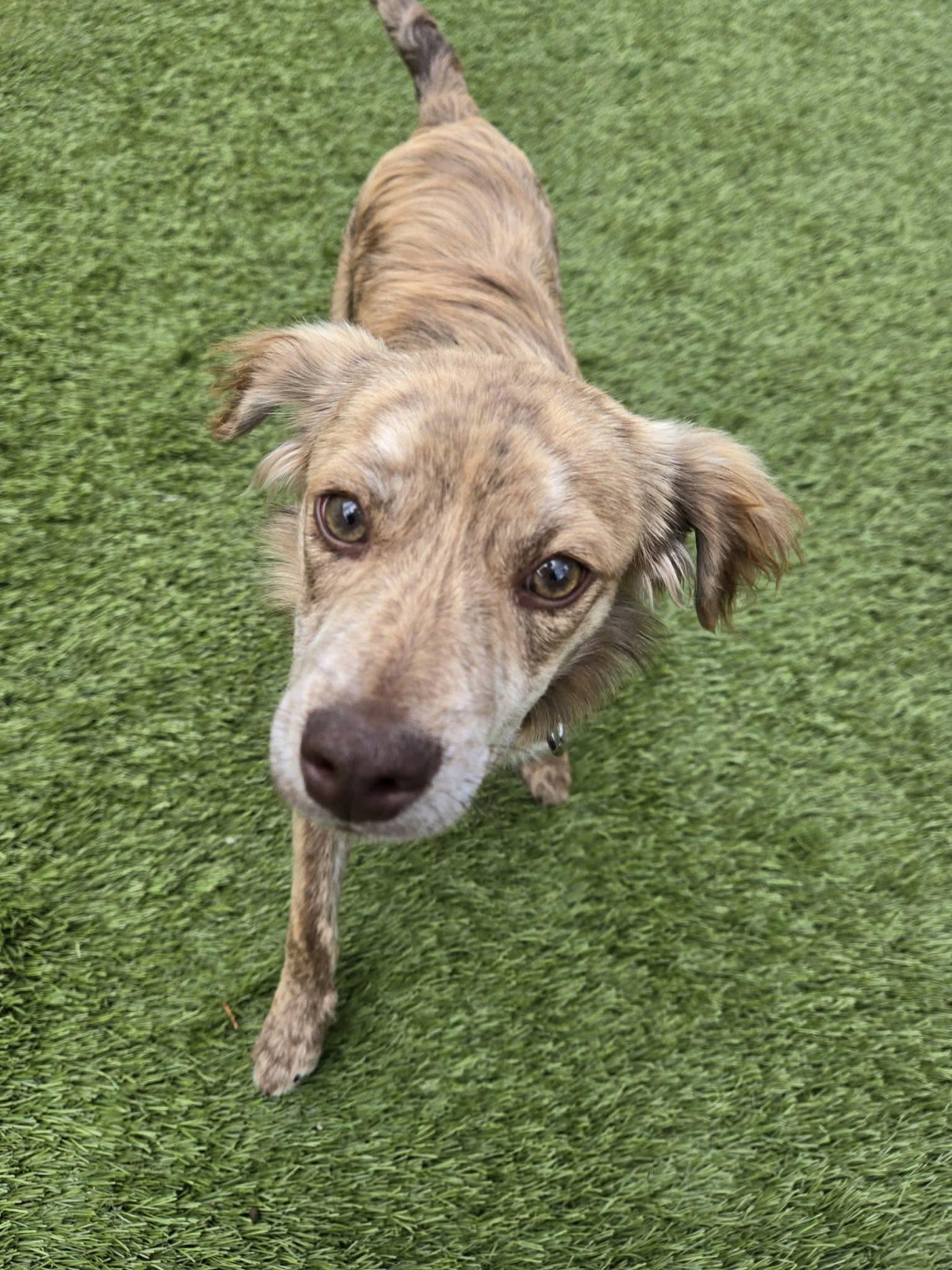Enlarge Zippy, an adopted mixed breed in Beavercreek, OR image 2/6